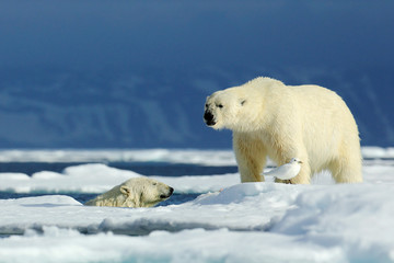 Naklejka na ściany i meble Two polar bear, one in the water, second on the ice. Polar bear couple cuddling on drift ice in Arctic Svalbard. Wildlife action scene from the Norway. Dangerous animals with snow in nature habitat