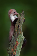 Stone marten, detail portrait of forest animal. Small predator sitting on the tree trunk with green moss in forest. Wildlife scene, Russia. Beech marten, Martes foina, with clear green background.