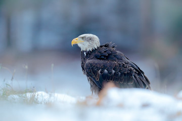 Bald Eagle, Haliaeetus leucocephalus, portrait of brown bird of prey with white head, yellow bill. Winter scene with snow, Alaska, USA. Beautiful detail portrait of bird. Cold winter with bald eagle.