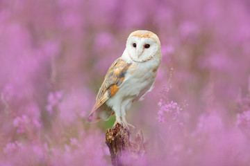 Beautiful nature scene with owl and pink flowers. Barn Owl in light pink bloom, clear foreground and background, Czech Republic. Wildlife art scene from nature with bird. Owl in the meadow habitat.
