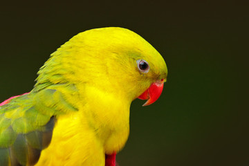 Portrait of rare yellow and green parrot. Regent parrot or Rock pebbler, Polytelis anthopeplus, detail of light green parrot, Australia. Bird in the nature habitat.