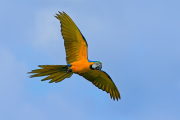 Big blue and yellow parrot Macaw, Ara ararauna, wild bird flying on dark blue sky. Action scene in the nature habitat, Pantanal, Brazil, South America. Beautiful bird in fly with open wing, wildlife. © ondrejprosicky