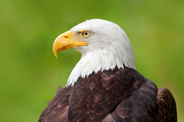 Bald Eagle, Haliaeetus leucocephalus, portrait of brown bird of prey with white head, yellow bill, symbol of freedom of the United States of America, Alaska, USA. Beautiful detail portrait of bird.
