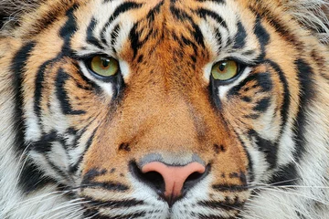 Fotobehang Close-up detail portret van tijger. Sumatraanse tijger, Panthera tigris sumatrae, zeldzame tijgerondersoort die op het Indonesische eiland Sumatra leeft. Mooi gezichtsportret van tijger. Gestreepte bontjas. © ondrejprosicky