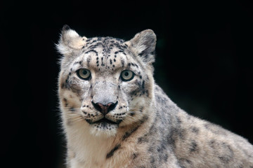 Detail portrait of beautiful big cat snow leopard, Panthera uncia. Face portrait of leopard with clear black background. Hemis National Park, Kashmir, India. Wildlife scene from Asia. Spotted fur coat