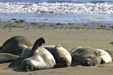 Fototapeta premium Elephant seal