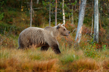 Bear in the forest. Beautiful big brown bear walking around lake with autumn colours. Dangerous animal in nature forest and meadow habitat. Wildlife scene from Sweden. Autumn forest with bear.
