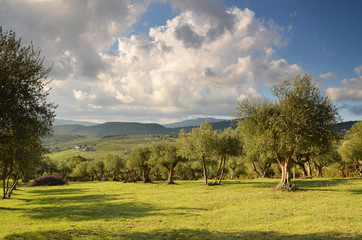 Olive groves in Chianti in a beautiful day in autumn, Tuscany Italy.