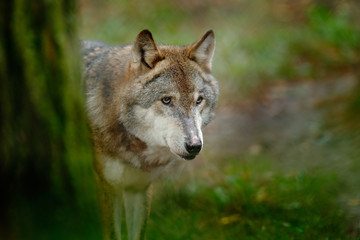Loup gris, Canis lupus, dans la forêt de feuilles vertes. Portrait détaillé de loup dans la forêt. Scène de la faune du nord de l& 39 Europe. Bel animal sauvage caché derrière le tronc d& 39 arbre. Loup dans la nature.