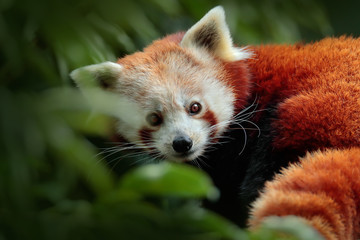 Beautiful Red panda lying on the tree with green leaves. Red panda, Ailurus fulgens, in habitat. Detail face portrait of animal from China. Wildlife scene from Asia forest. Hidens Panda from nature.