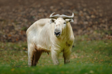 Golden takin, Budorcas taxicolor bedfordi, goat-antelope from Asia. Big animal in the nature...