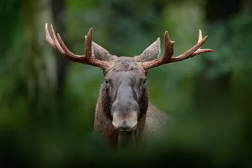 Wall murals Moose Detail portrait of elk, moose. Moose, North America, or Eurasian elk, Eurasia, Alces alces in the dark forest during rainy day. Beautiful animal in the nature habitat. Wildlife scene from Sweden.