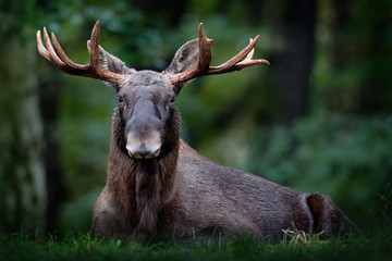 Moose, North America, or Eurasian elk, Eurasia, Alces alces in the dark forest during rainy day....