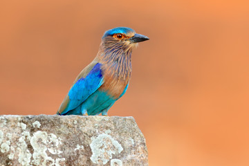 Roller from Sri Lanka, Asia. Nice colour light blue bird Indian Roller sitting on the stone  with orange background. Birdwatching in Asia. Beautiful colour bird in the nature habitat. Detail of bird.