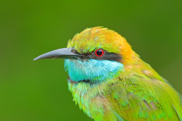 Obraz premium Portrait of beautiful bird from Sri Lanka. Little Green Bee-eater, Merops orientalis, exotic green and yellow rare bird from Sri Lanka. Coloured Bee-eater sitting on the branch. Bird from Asia.