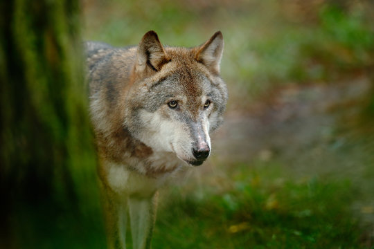 Fototapeta Gray wolf, Canis lupus, in the green leaves forest. Detail portrait of wolf in the forest. Wildlife scene from north of Europe. Beautiful wild animal hidden behind the tree trunk. Wolf in the nature.