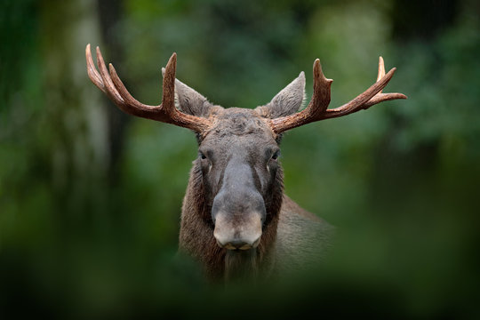 Detail portrait of elk, moose. Moose, North America, or Eurasian elk, Eurasia, Alces alces in the dark forest during rainy day. Beautiful animal in the nature habitat. Wildlife scene from Sweden.