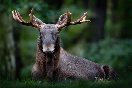 Moose, North America, or Eurasian elk, Eurasia, Alces alces in the dark forest during rainy day. Beautiful animal in the nature habitat. Wildlife scene from Sweden. Moose lying in grass under trees.