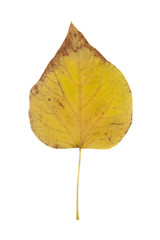 Close-up view of a yellow Autumn Catalpa leaf isolated on white bacground.