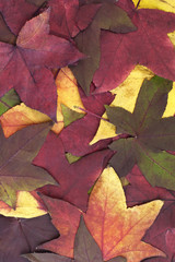 Large group multi colored of Autumn leaves.