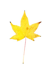 Close-up view of a yellow Autumn Maple leaf isolated on white bacground.