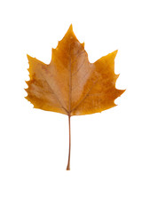 Close-up view of a brown Platanus leaf isolated on white background.
