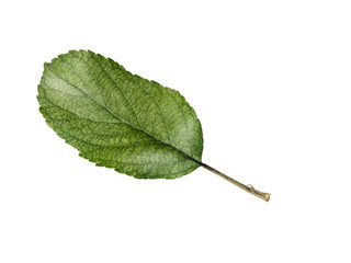 Apple leaves isolated on a white background. Leaf from an apple tree cut from background