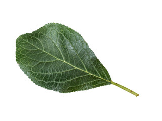 Fototapeta na wymiar Plum leaves isolated on a white background. Leaf from an plum tree cut from background