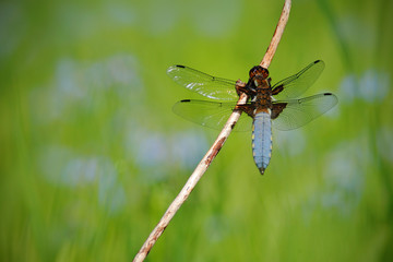 Broad-bodied Chaser, Libellula depressa. Macro picture of dragonfly on the leave. Dragonfly in the nature. Dragonfly in the nature habitat. Wildlife scene from the meadow