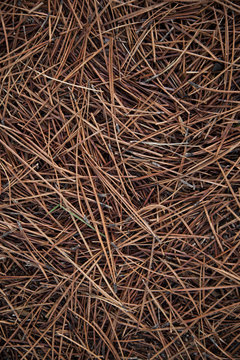 Needles pine leaves background