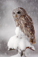 Winter wildlife scene with owl. Tawny Owl snow covered in snowfall during winter. Action snowfall scene with beautiful forest bird. Owl sitting on the tree branch with snow. Owl from Sweden, Europe.