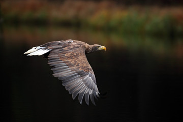 Eagle in fly above the dark lake. White-tailed Eagle, Haliaeetus albicilla, flight above the water river, bird of prey with forest in background, animal in the nature habitat, wildlife, Norway