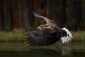 Eagle in fly above the dark lake. White-tailed Eagle, Haliaeetus albicilla, flight above the water river, bird of prey with forest in background, animal in the nature habitat, wildlife, Norway.