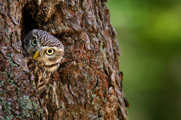 Owl in the tree nest hole. Little Owl, Athene noctua, in the nest hole, forest in central Europe, portrait of small bird in the nature habitat, Czech Republic. Bird at the home. Wildlife scene.