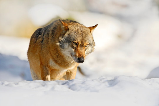 Fototapeta Winter nature scene with wolf. Gray wolf, Canis lupus, lying in the white during winter. Wildlife in Europe. Sunny day with snow. Wolf in the nature habitat.