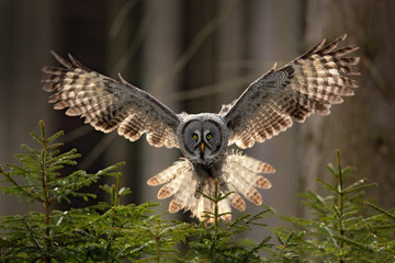 Actionszene aus dem Wald mit Eule. Fliegende große graue Eule, Strix nebulosa, über grünem Fichtenbaum mit orange dunklem Waldhintergrund. Tierwelt in Schweden. Vogel in der Fliege mit offenem Flügel.