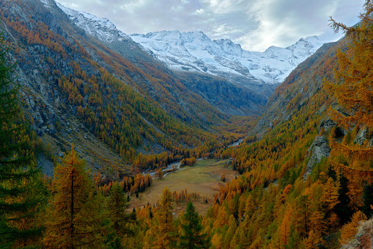 Autumn lanscape in the Alp. Nature habitat with autumn orange larch tree and rocks in background, National Park Gran Paradiso, Italy. Orange larch forest in the Valnontay valley during autumn.