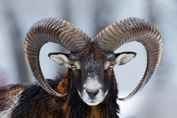 Winter portrait of big forest animal. Mouflon, Ovis orientalis, forest horned animal in nature habitat. Close-up portrait of mammal with big horn, Czech Republic. Wild sheep in the snow. Cold winter. - obrazy, fototapety, plakaty