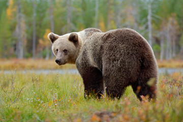 Beautiful big brown bear walking around lake with autumn colours. Dangerous animal in nature forest...