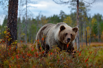 Detail face portrait of brown bear. Beautiful big brown bear walking around lake with autumn colours. Dangerous animal in nature forest and meadow habitat. Wildlife scene from Finland near Russia.