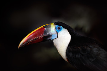 Detail portrait of toucan. Bill toucan portrait. Beautiful bird with big beak. Big bill bird White-throated toucan, Ramphastos tucanus, sitting on branch in tropical green jungle background, Brazil