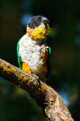 Black-headed Parrot, Pionites melanocephalus, in neture forest habitat. Beautiful parrot from Colombia. Wildlife scene from nature. Bird sitting on the tree branch.