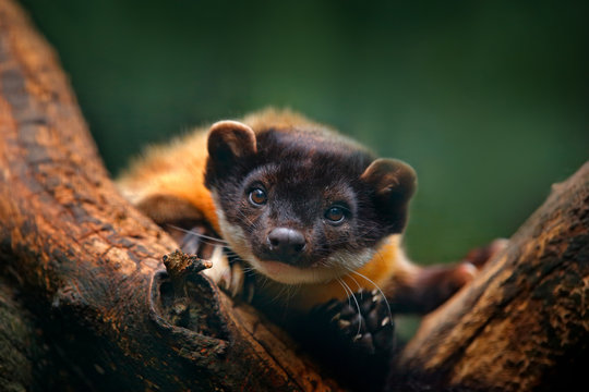 Yellow-throated marten, Martes flavigula, with clear green background. Wild Asia marten, India and China. Detail portrait. Small predator sitting on the tree trunk in forest. Beautiful cute animal.
