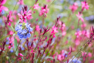 Floral colorful background.