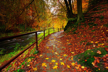 Obraz premium Czech autumn landscape with orange and yellow leaves in the water, dark forest in the background, Kamenice river, in Czech national park, Ceske Svycarsko, Bohemian Switzerland park, Czech Republic.