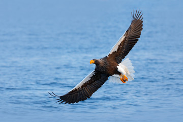 Eagle flying above the sea. Beautiful Steller's sea eagle, Haliaeetus pelagicus, flying bird of prey, with blue sea water, Hokkaido, Japan. Wildlife action behaviour scene from nature. Sea hunter.