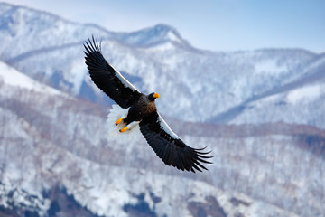 Mountain winter scenery with bird. Steller's sea eagle, flying bird of prey, with blue sky in background, Hokkaido, Japan. Eagle with nature mountain habitat. Winter scene with snow and eagle.