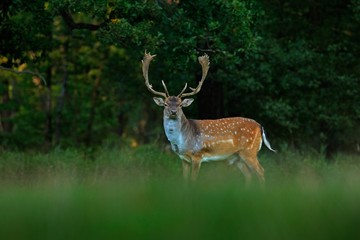 Bellow majestic powerful adult Fallow Deer, Dama dama, in autumn forest, Dyrehave, Denmark. Deer in the nature habitat. Animal in the forest meadow. Wildlife scene in Europe.