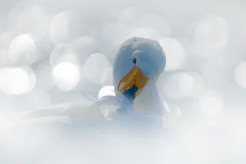 Photo sur Plexiglas Cygne Cygne chanteur, Cygnus cygnus, portrait d& 39 oiseau avec bec ouvert, lac Kusharo, autre cygne flou en arrière-plan, scène d& 39 hiver avec neige, Japon. Lumière en arrière-plan. Vue d& 39 art du cygne.