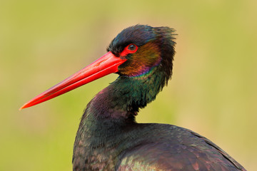 Detail close-up portrait of bird. Bird Black Stork with red bill, Ciconia nigra, sitting on the nest in the forest  Long red bill with glossy plumage. Shiny head of black stork. Wildlife nature scene.